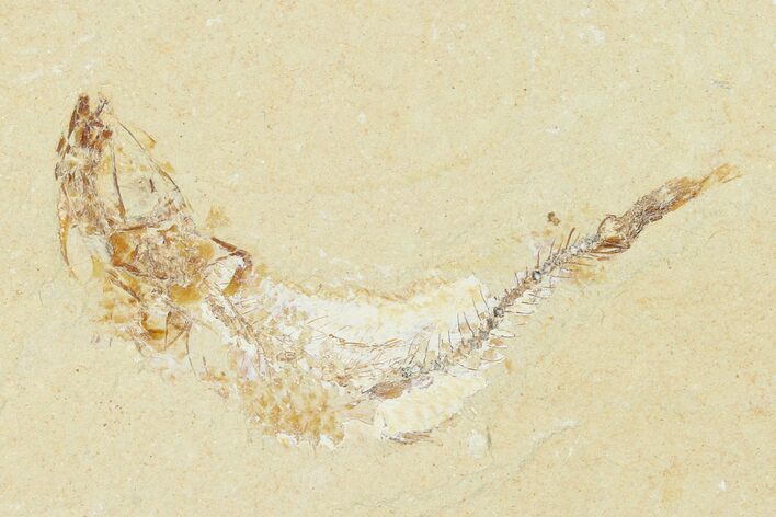 Cretaceous Fossil Fish (Gaudryella) - Lebanon #162842